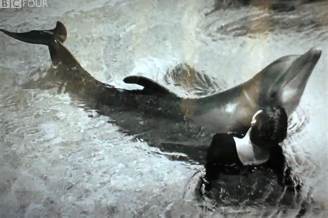amy johnson dolphin|Woman admits she had sex with a dolphin who took .